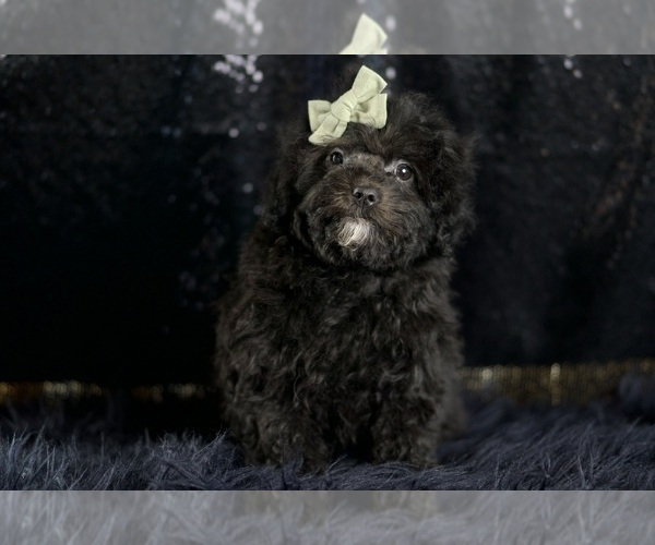 Medium Photo #1 Poodle (Toy) Puppy For Sale in WARSAW, IN, USA
