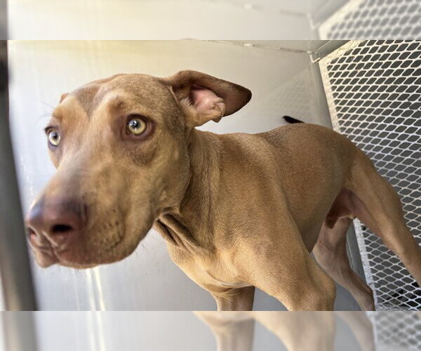 Medium Photo #1 Doberman Pinscher Puppy For Sale in Bakersfield, CA, USA