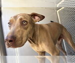 Small Doberman Pinscher