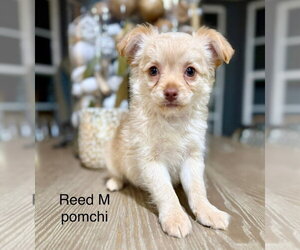 Chihuahua Dogs for adoption in Studio City, CA, USA