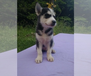 Siberian Husky Puppy for Sale in DANBY, Vermont USA