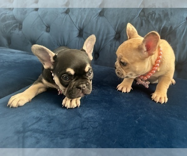 Medium Photo #8 French Bulldog Puppy For Sale in ENCINO, CA, USA
