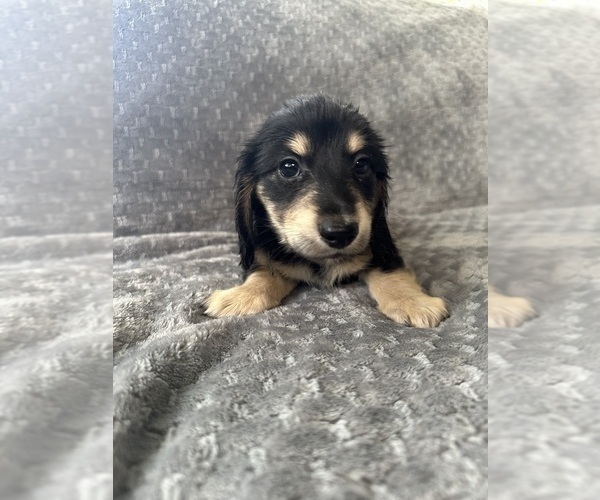 Medium Photo #16 Dachshund Puppy For Sale in MEMPHIS, TN, USA