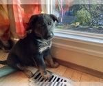 Small Photo #37 German Shepherd Dog Puppy For Sale in UNIVERSITY PL, WA, USA