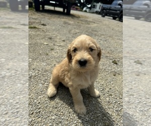 Goldendoodle Puppy for sale in GOSHEN, IN, USA