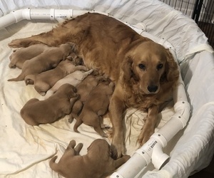 Mother of the Golden Retriever puppies born on 02/09/2022