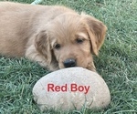 Small #7 Golden Retriever