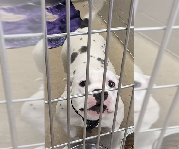 Medium Photo #1 Mutt Puppy For Sale in Decatur, IL, USA