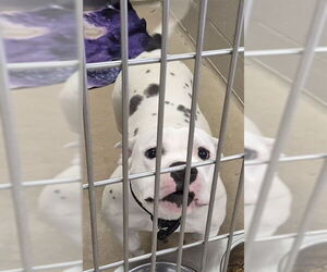 Mutt Dogs for adoption in Decatur, IL, USA