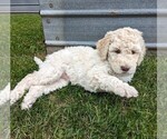 Puppy Bambi Goldendoodle