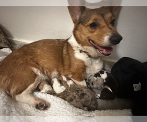 Mother of the Pembroke Welsh Corgi puppies born on 12/11/2024