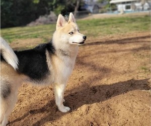 Pomsky Puppy for sale in ALBANY, GA, USA