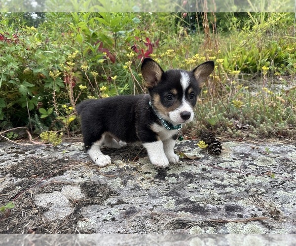Medium Photo #37 Pembroke Welsh Corgi Puppy For Sale in PERKINSVILLE, VT, USA
