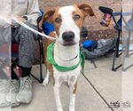 Small #1 Labrador Retriever-Retriever  Mix