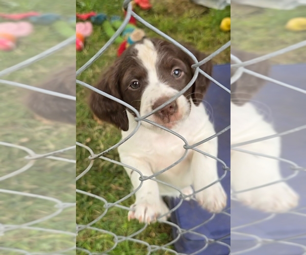Medium Photo #7 Brittany Puppy For Sale in MOHAWK, NY, USA