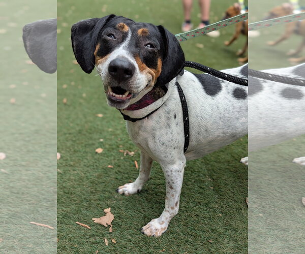 Medium Photo #2 American Foxhound-Beagle Mix Puppy For Sale in Holly Springs, NC, USA