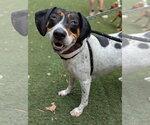 Small #1 American Foxhound-Beagle Mix