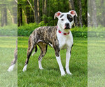Small #3 American Pit Bull Terrier