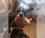 Puppy 1 French Bulldog