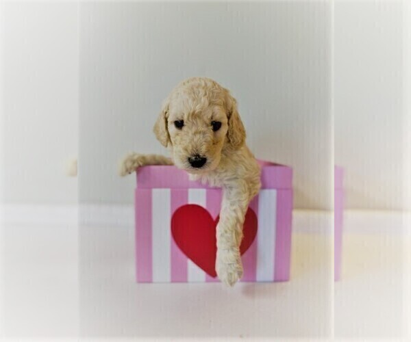 Medium Photo #8 Goldendoodle Puppy For Sale in ZEBULON, NC, USA