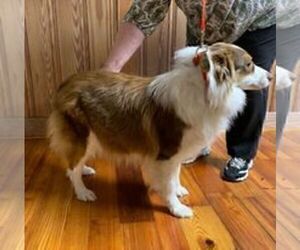 Mother of the Australian Shepherd puppies born on 11/06/2022