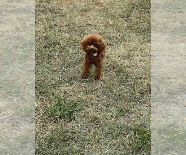 Medium Photo #7 Maltipoo Puppy For Sale in WARSAW, IN, USA