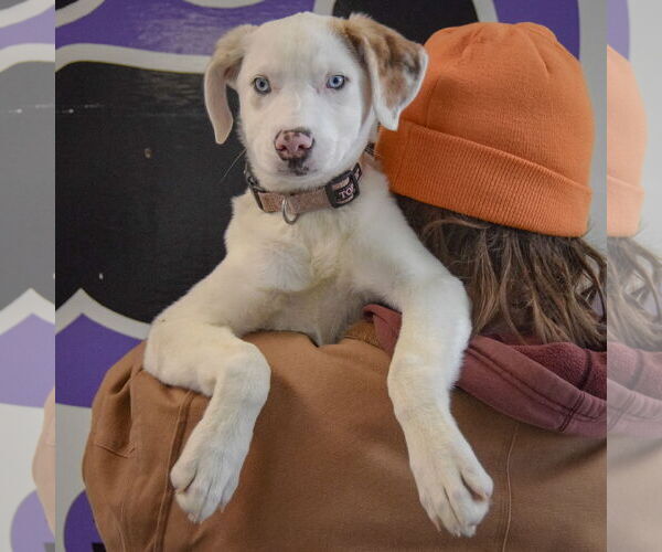 Medium Photo #5 Australian Shepherd-Catahoula Leopard Dog Mix Puppy For Sale in Huntley, IL, USA