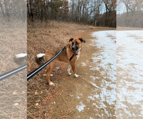 Medium Photo #22 Mutt Puppy For Sale in Farmington, MN, USA