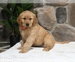 Small #1 Golden Retriever