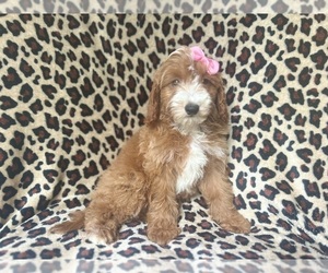 Cavapoo Puppy for sale in LAKELAND, FL, USA