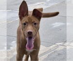 Small Ibizan Hound-Pharaoh Hound Mix