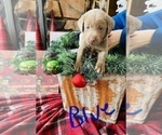 Small Photo #2 Labrador Retriever Puppy For Sale in LINDEN, MI, USA