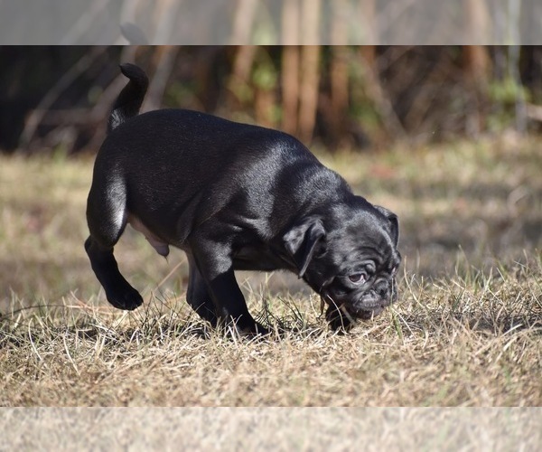 Medium Photo #7 Pug Puppy For Sale in PALM COAST, FL, USA