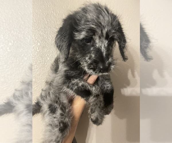 Full screen Photo #2 Labradoodle Puppy For Sale in STKN, CA, USA