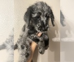 Small Photo #2 Labradoodle Puppy For Sale in STKN, CA, USA
