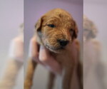 Puppy Lavender Goldendoodle (Miniature)
