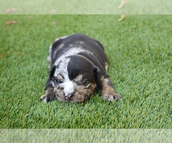 Medium Photo #4 English Bulldog Puppy For Sale in GREAT FALLS, VA, USA