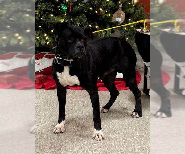 Medium Photo #1 Boxer-Unknown Mix Puppy For Sale in Louisville, KY, USA