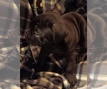 Small #1 Olde English Bulldogge
