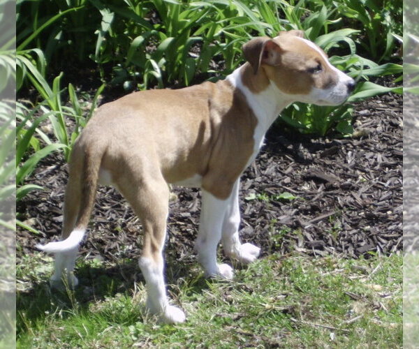 Medium Photo #3 Jack Russell Terrier-Unknown Mix Puppy For Sale in Mechanicsburg, PA, USA