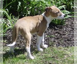 Small #2 Jack Russell Terrier Mix