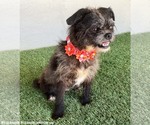 Small #1 Brussels Griffon-Poodle (Miniature) Mix