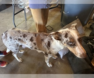 Father of the Australian Cattle Dog puppies born on 09/25/2025