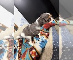 Small Photo #25 Cavalier King Charles Spaniel Puppy For Sale in DEWITT, MI, USA