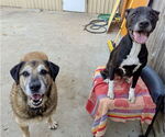 Small #6 Anatolian Shepherd Mix