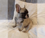 Small Photo #9 French Bulldog Puppy For Sale in CHARLESTON, SC, USA