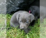Small Photo #37 Labrador Retriever Puppy For Sale in OLYMPIA, WA, USA
