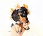 Small #6 Dachshund