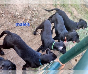 Labrador Retriever Puppy for sale in MIDWAY, TX, USA
