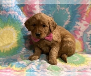 Golden Retriever Puppy for sale in LANCASTER, PA, USA
